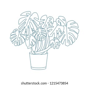 Elegant drawing of monstera growing in pot. Exotic houseplant with large leaves cultivated in planter. Potted plant hand drawn with contour lines on white background. Monochrome vector illustration.