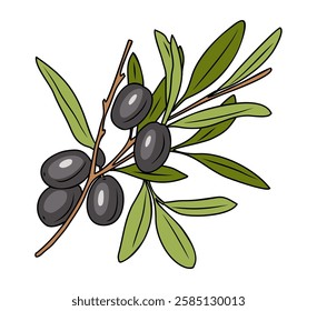 Elegant drawing of olive tree branch with leaves and black fruits or drupes isolated on white background. Colorful outline hand drawn vector illustration