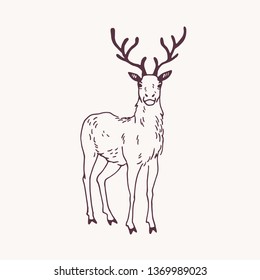 Elegant drawing standing male deer  reindeer  hart stag and beautiful antlers  Adorable wild ruminant animal hand drawn and contour lines light background  Vector illustration for logotype 