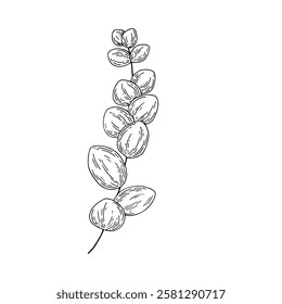 Elegant Eucalyptus Branch: Black and White Line Art Illustration