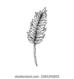 Elegant Eucalyptus Branch: Black and White Line Art Illustration