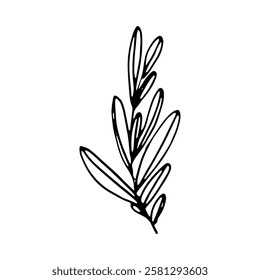 Elegant Eucalyptus Branch: Black and White Line Art Illustration