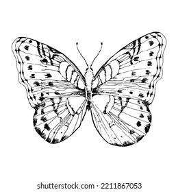 Elegant exotic butterfly hand drawn line illustration isolated on white background. Tropical flying insect.  