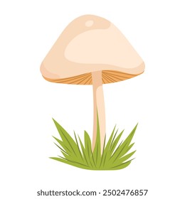 Elegant fall mushroom with thin stem illustration on white background. Vector autumn mushroom in botanical flat style. For postcards, harvest decor, posters.
