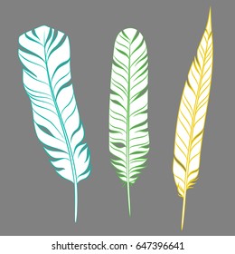 Elegant feathers set on grey background. Element for your design, decoration and artwork. Silhouette of three plumes different colors. White plumelets with turquoise, green, yellow outlines. Vector.