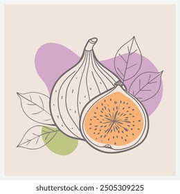 Elegant Fig Fruit Vector Illustration