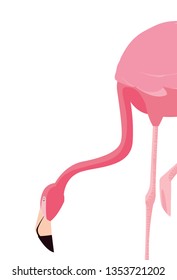 elegant flamingo bird icon