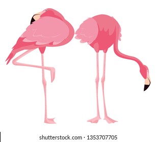 elegant flamingo birds couple