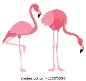 elegant flamingo birds couple