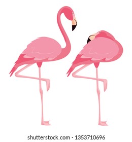 elegant flamingo birds couple