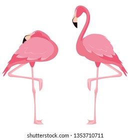 elegant flamingo birds couple