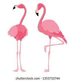 elegant flamingo birds couple