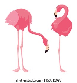 elegant flamingo birds couple