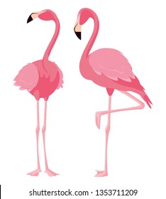 elegant flamingo birds couple