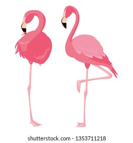 elegant flamingo birds couple