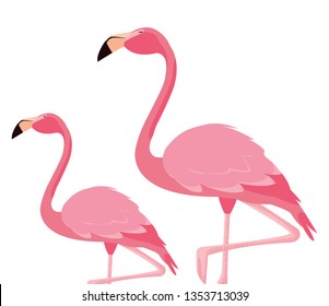elegant flamingo birds couple