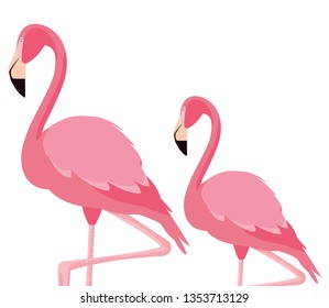 elegant flamingo birds couple