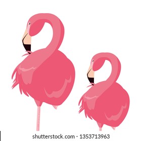 elegant flamingo birds couple