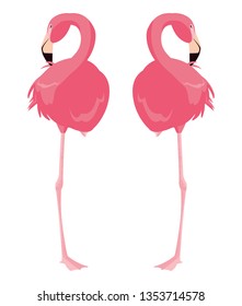 elegant flamingo birds couple