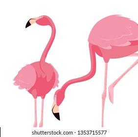 elegant flamingo birds couple