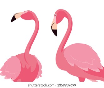 elegant flamingo birds couple