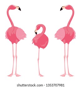 elegant flamingo birds family