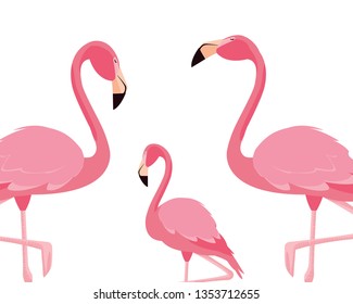 elegant flamingo birds family
