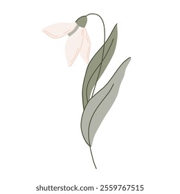 Elegant flat hand drawn botanical illustration with delicate vector snowdrop flowers with soft green leaves. The minimalistic style organic shapes and pastel colors, perfect for nature designs