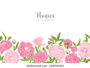 Elegant floral background or backdrop decorated with border made of gorgeous peony flowers at bottom edge on white background. Tender flowering garden plants. Romantic floral vector illustration.