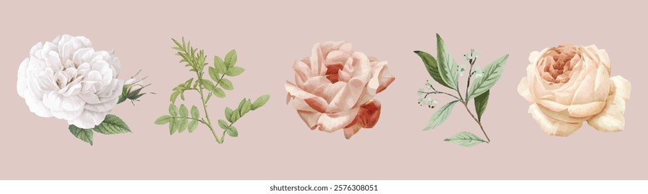 Elegant floral illustrations with roses and leaves. Roses and leaves in soft tones. Beautiful roses and leaves on a pastel background. Spring illustrations, vector set.