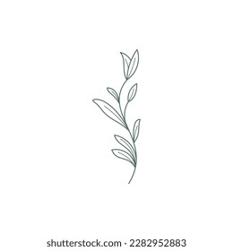 elegant floral logo elements. Borders and dividers, frame corners and branch. Boho Hand drawn line wedding herb,