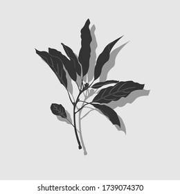 elegant floral pattern of black branches