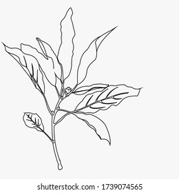 elegant floral pattern of black branches