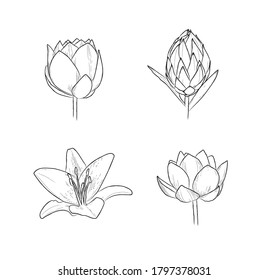 Juego de iluminación de flor - Archivo vector