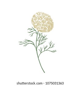 Elegant flowers and leaves of Ammi visnaga or toothpick-plant hand drawn on white background. Beautiful flowering plant or wildflower. Natural botanical vector illustration in antique style