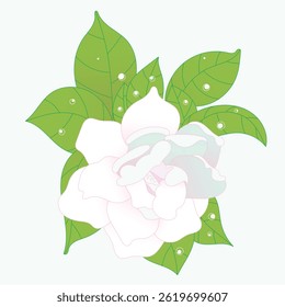 Elegant gardenia blossom with lush green leaves, beautiful nature flower illustration for floral design art
