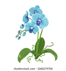 Elegant gentle blue orchid phalaenopsis exotic tropical flower inflorescence isolated on white background. Buds, stem, roots green leaves. Detailed realistic vector design illustration. Sign symbol.