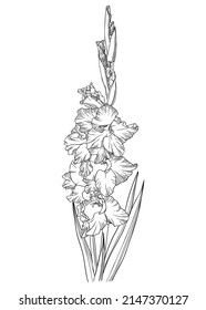Elegant gladiolus illustration. Botanical drawing of summer flowers. Hand-drawn garden sword lily. Engraved style floral drawing on white background. Hand-sketched flower for a wedding or brand design