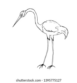 Elegant, graceful stork.  Vector illustration.