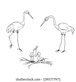 Elegant, graceful storks with Chicks in the nest.  Vector illustration.