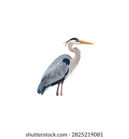 Elegant Great Blue Heron standing in profile, detailed flat vector illustration isolated on white background.