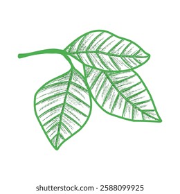 Elegant Green Leaf Illustration for Eco-Friendly Designs, Hand-Drawn Line art Style. 