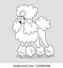 Elegant groomed poodle with hairstyle and feather on gray background. Sketch for print banner groomer logotype coloring book page poster design clothes kids room decoration. Vector isolated hand draw