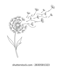 Elegant hand drawn dandelion flower with seeds blowing in the wind. Minimalist botanical sketch isolated on white background for creative design and print art.
