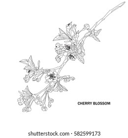 Elegant hand drawn decorative cherry blossom flowers, design element. Floral branch. Floral decoration for invitations, cards, posters, banners, print, scrapbooking, manufacturing. Vintage flowers.