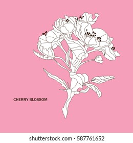 Elegant hand drawn decorative cherry blossom flowers, design element. Floral branch. Floral decoration for invitations, cards, posters, banners, print, scrapbooking, manufacturing. Vintage flowers.