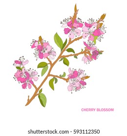 Elegant hand drawn decorative cherry blossom flowers, design element. Floral branch. Floral decoration for invitations, cards, posters, banners, print, scrapbooking, manufacturing. Vintage flowers