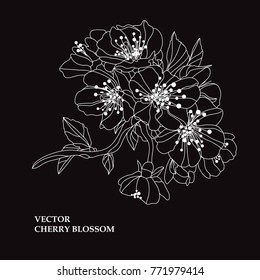 Elegant hand drawn decorative cherry blossom flowers, design element. Floral decoration for cards, invitations of wedding, birthday, valentines, holidays, events
