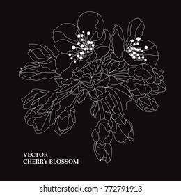Elegant hand drawn decorative cherry blossom flowers, design element. Floral decoration for cards, invitations of wedding, birthday, valentines, holidays, events
