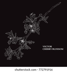 Elegant hand drawn decorative cherry blossom flowers, design element. Floral decoration for cards, invitations of wedding, birthday, valentines, holidays, events